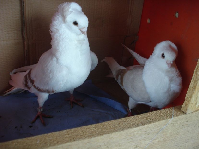 per 3 - perechile 2024