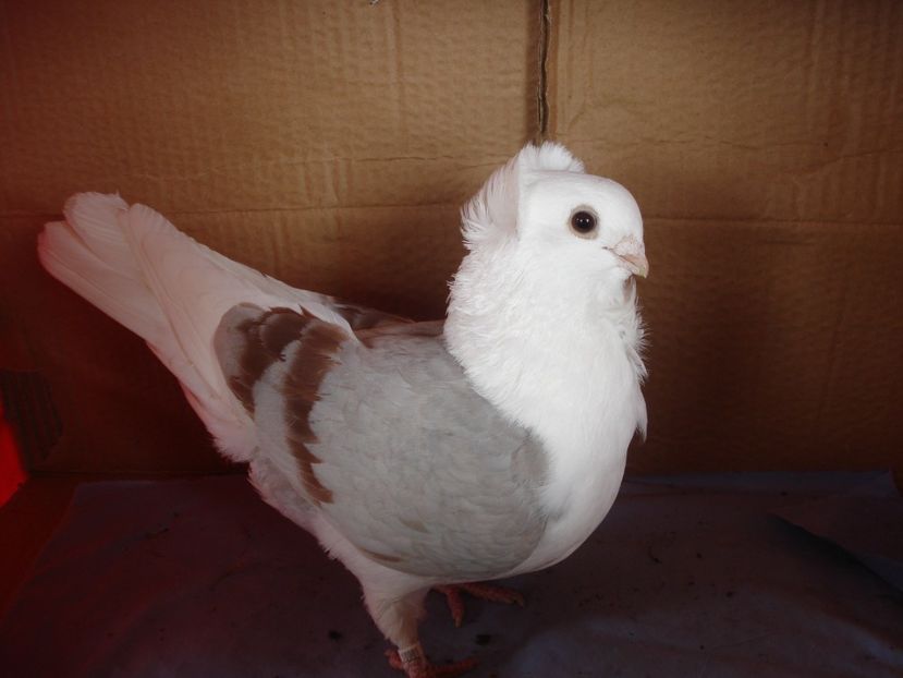 f 961-21 - perechile 2024