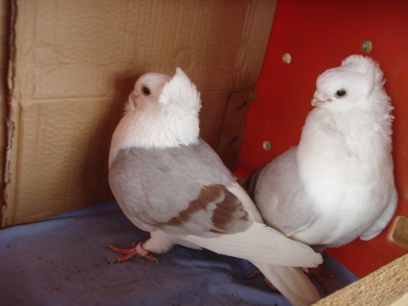 per 4 - perechile 2024