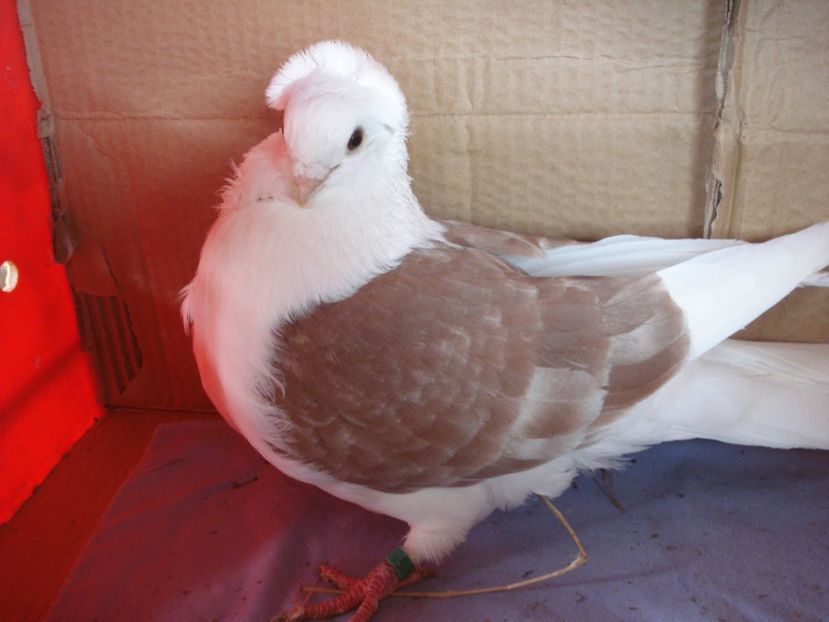 m 27-23 - perechile 2024