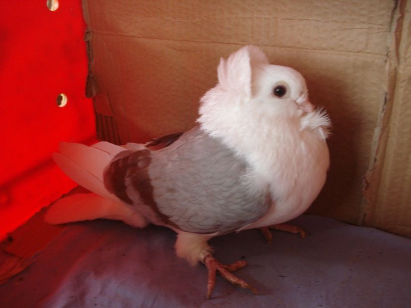 f 985-21 - perechile 2024