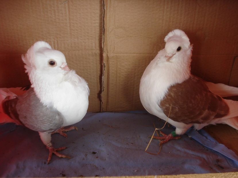 per 5 - perechile 2024