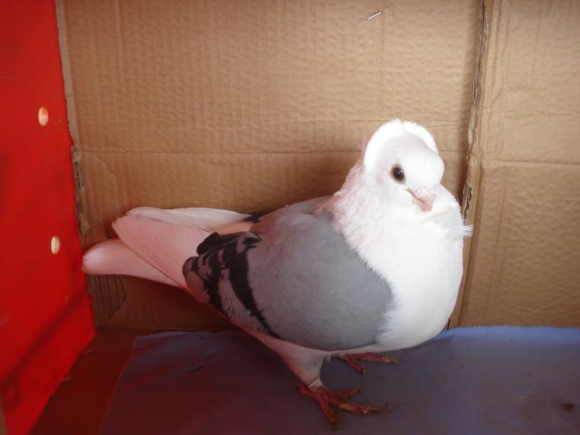 m 997-21 - perechile 2024