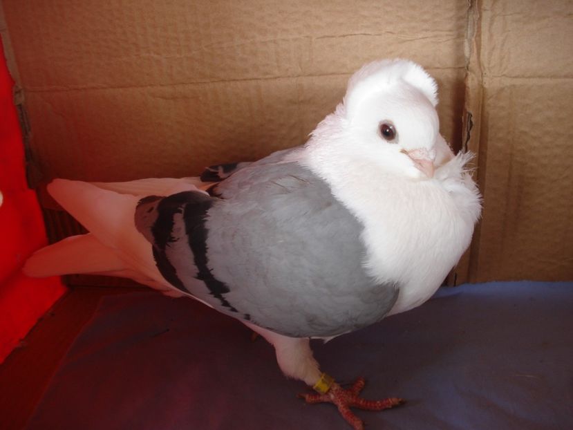 f 35-23 - perechile 2024