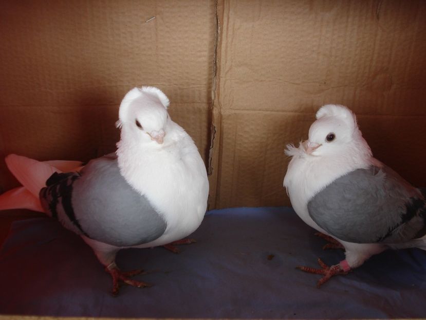 per 6 - perechile 2024