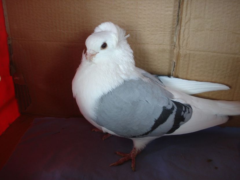 m 971-21 - perechile 2024