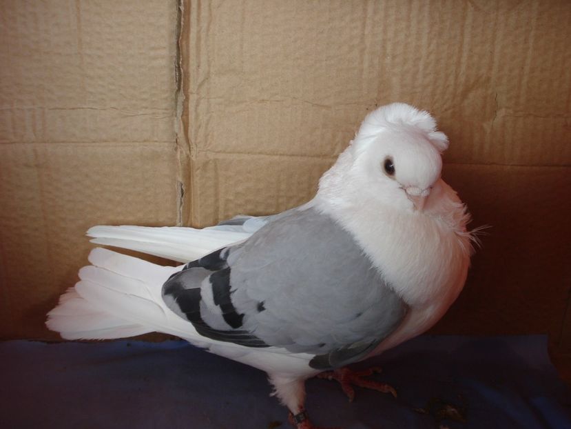 f 983-20 - perechile 2024