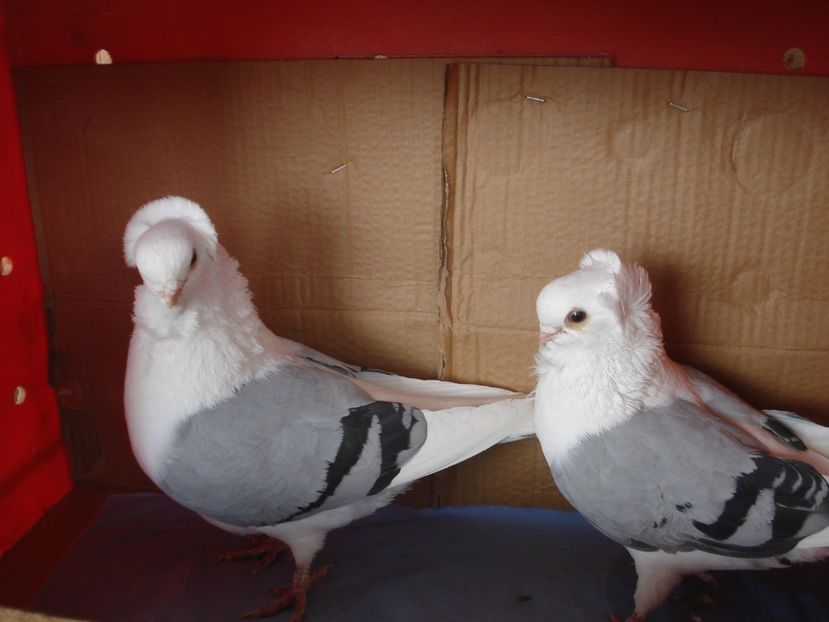 per 7 - perechile 2024