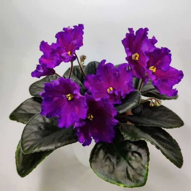 Dn-Сузір'я Андромеди - DORINTE