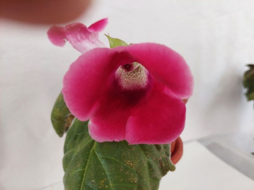 Ciclam(14-06-2024) - Gloxinii 2024