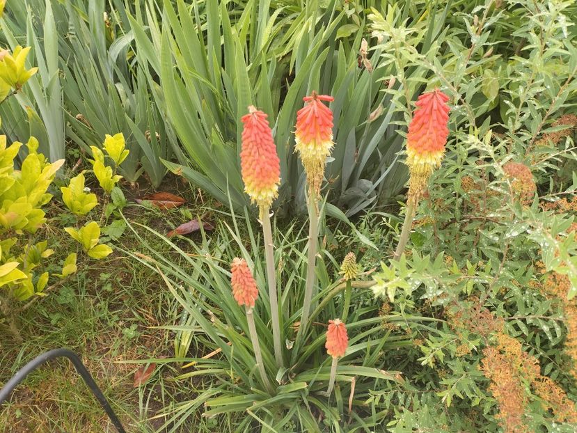 IMG20240523091519 - Irisi