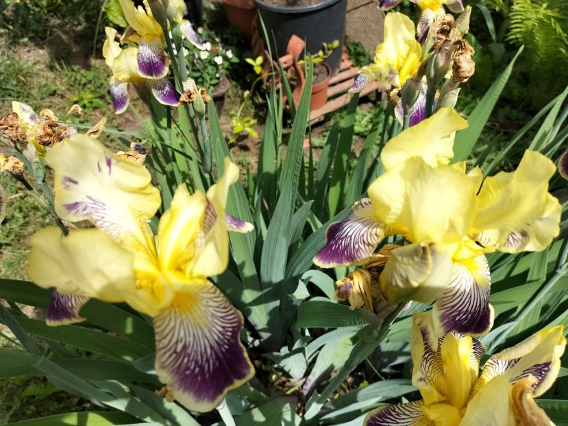 IMG20240516144320 - Irisi