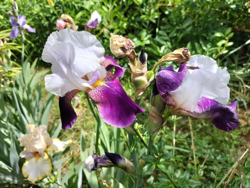 IMG20240516144247 - Irisi