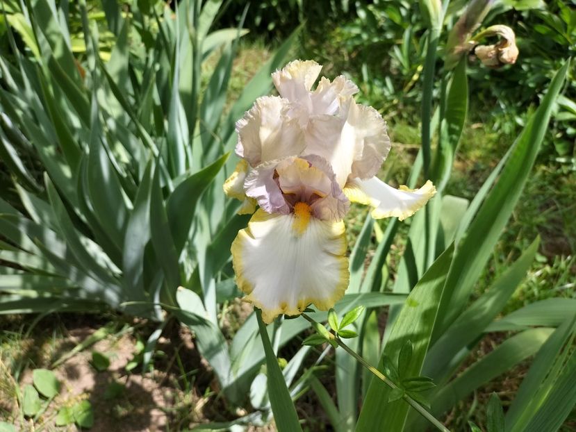 IMG20240516144243 - Irisi