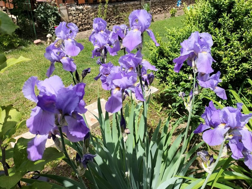 IMG20240516144232 - Irisi