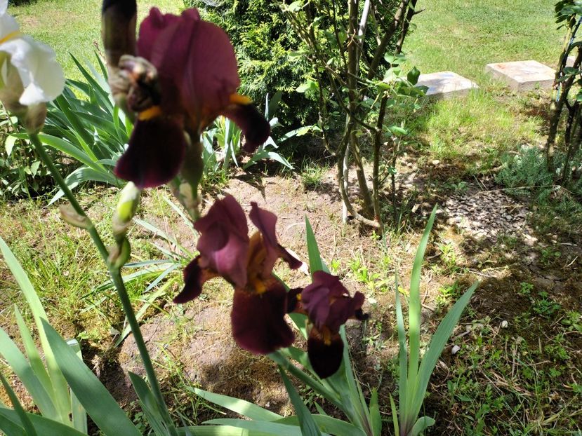 IMG20240516144220 - Irisi