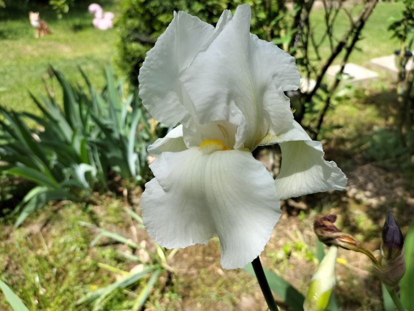 IMG20240516144213 - Irisi