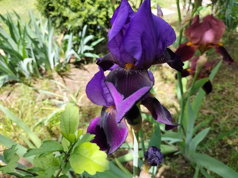 IMG20240516144210 - Irisi