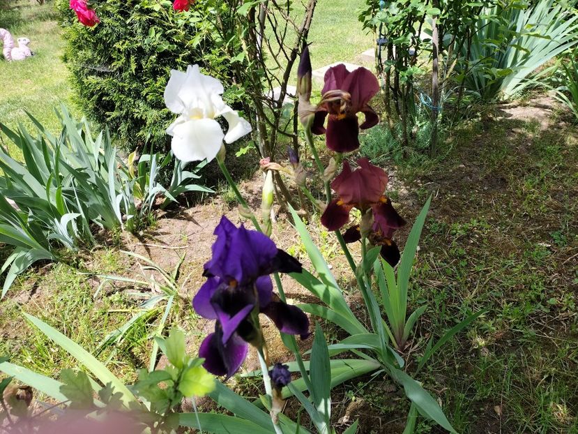 IMG20240516144207 - Irisi