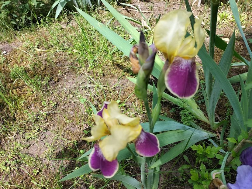 IMG20240516144201 - Irisi