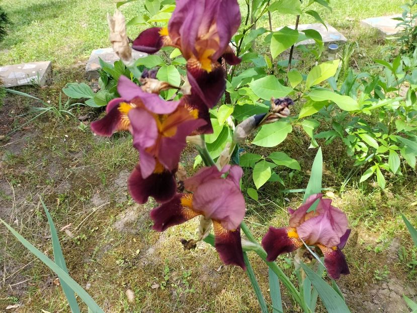 IMG20240516144155 - Irisi