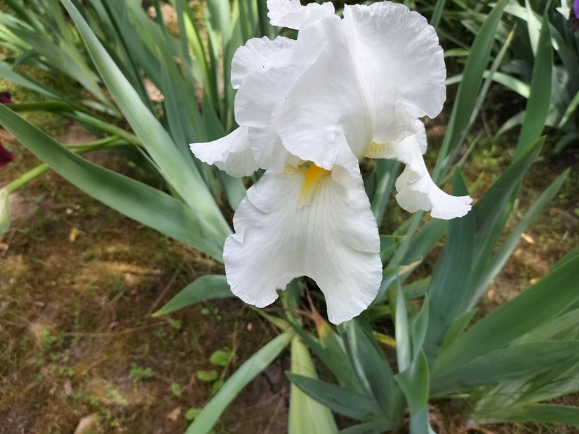 IMG20240516144145 - Irisi