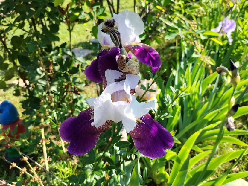 IMG20240516092924 - Irisi