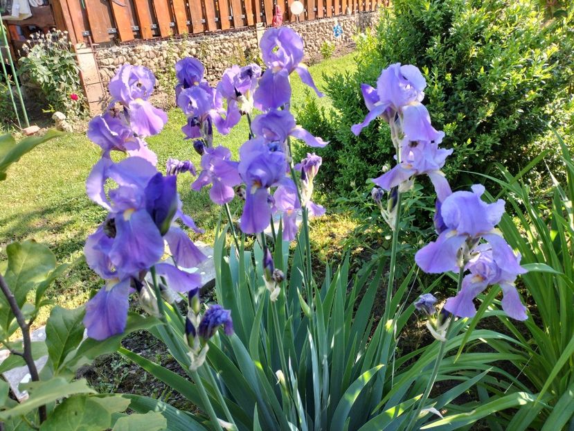 IMG20240516092907 - Irisi