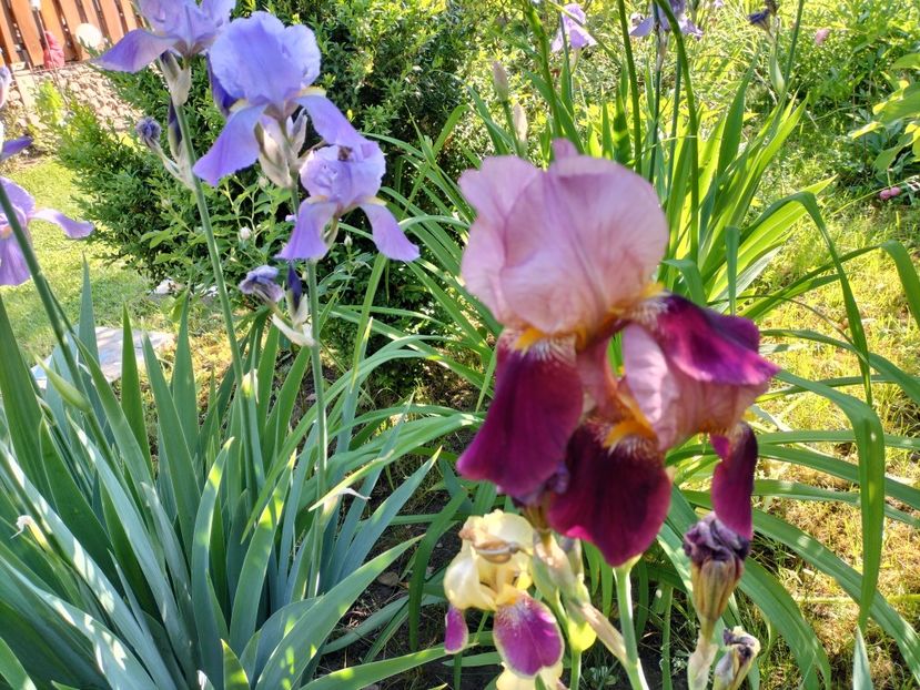 IMG20240516092904 - Irisi