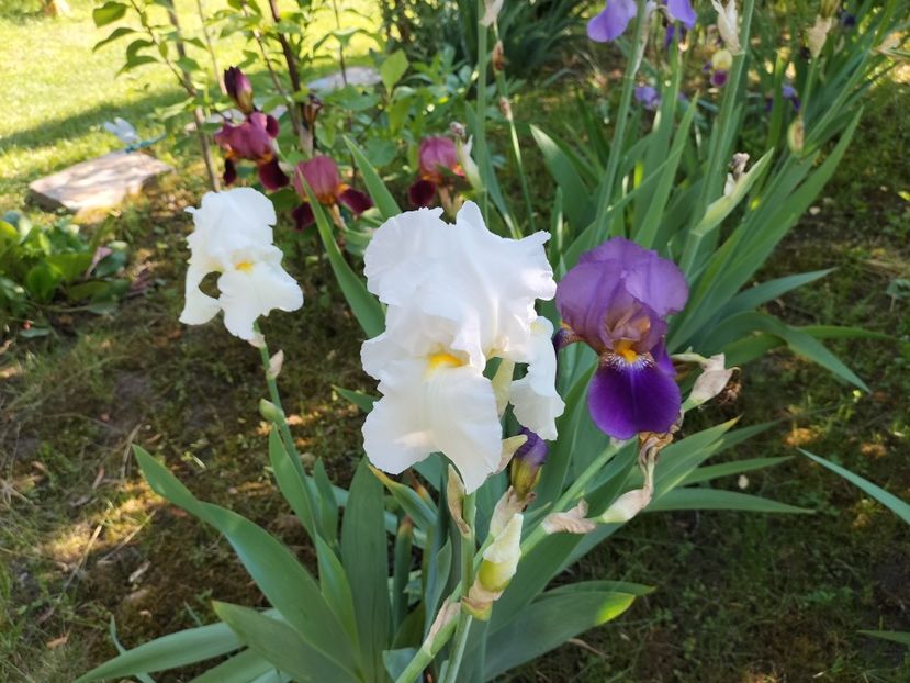 IMG20240516092850 - Irisi