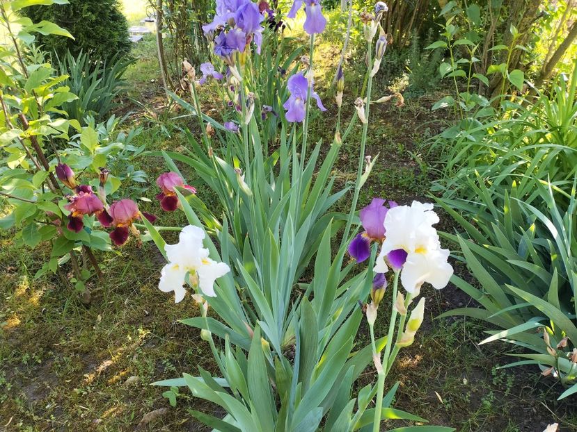 IMG20240516092844 - Irisi