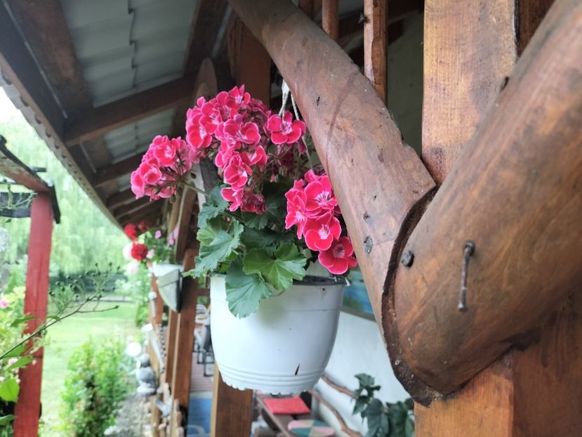 IMG20240603182914 - Muscate