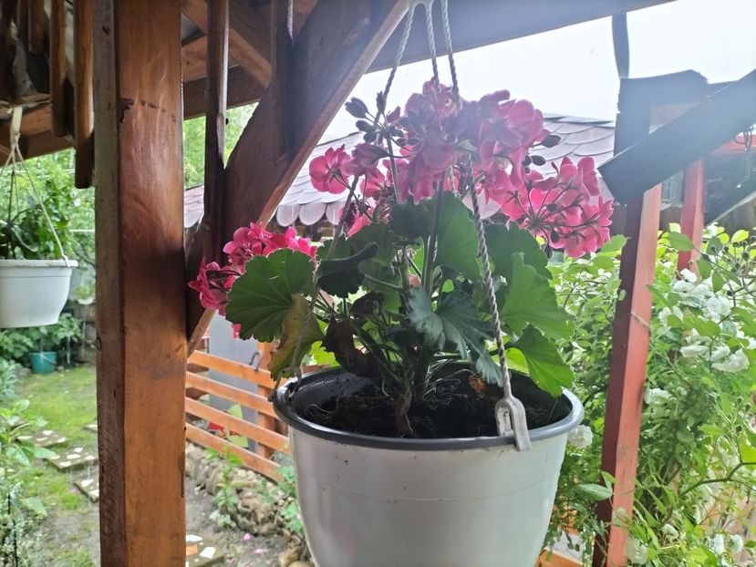 IMG20240603182837 - Muscate