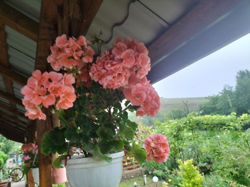 IMG20240603182737 - Muscate