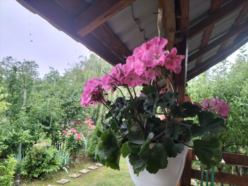 IMG20240603182724 - Muscate