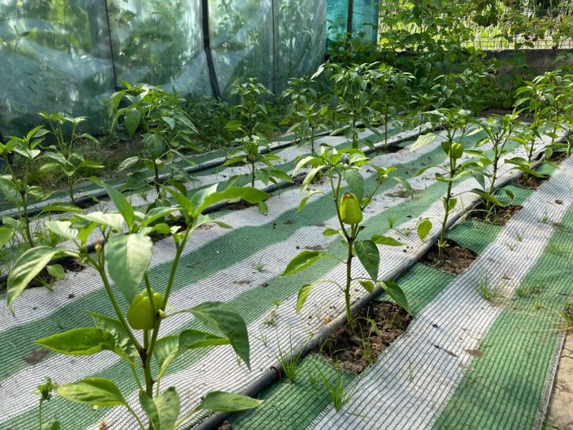  - 001 Gradina de legume 2023-2024-2025