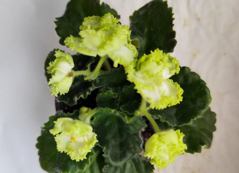 14:iunie 2024 - RS Izumrudnyj Gorod