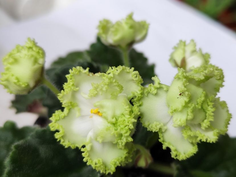 14:iunie 2024 - RS Izumrudnyj Gorod