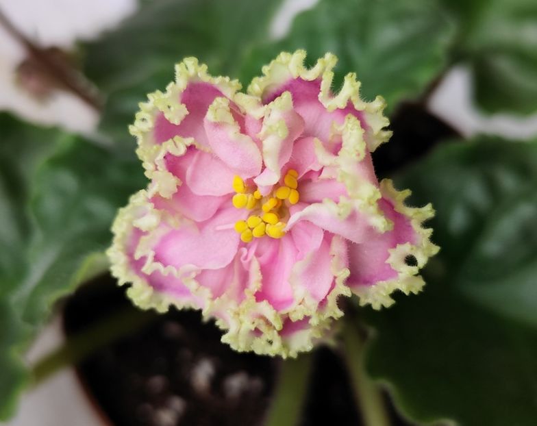 14:iunie 2024 - Zima Ulybaetsia