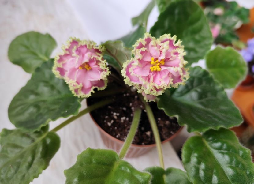 14:iunie 2024 - Zima Ulybaetsia