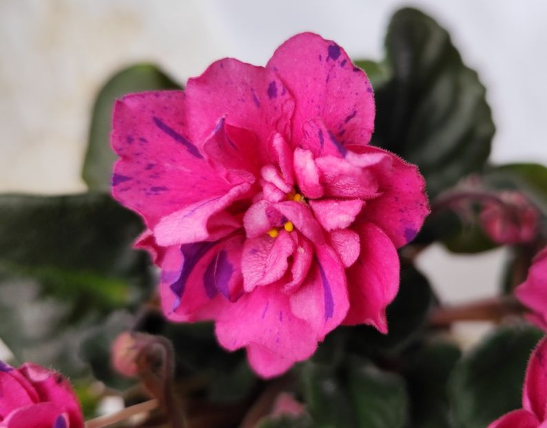 14:iunie 2024 - Coral Fantasy