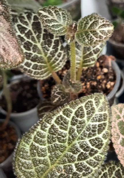  - Jim s Curly