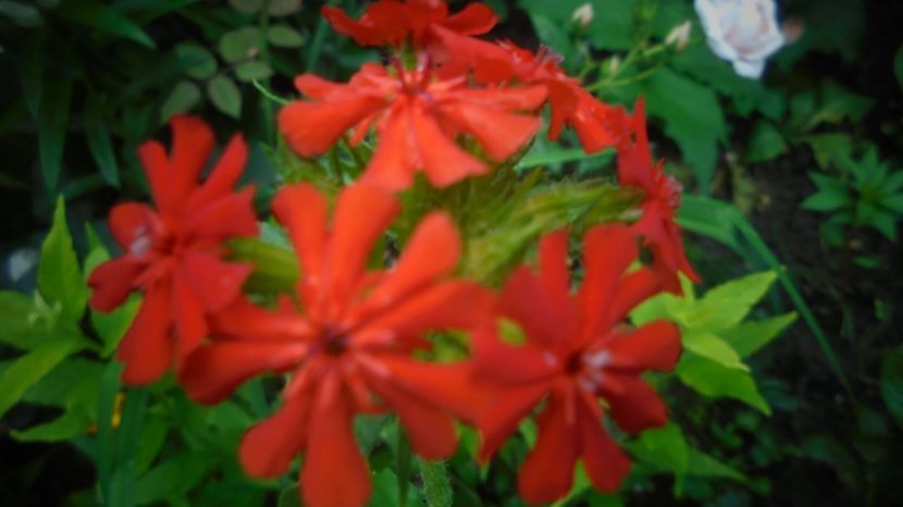 Lychnis  chalcedonica - 2024