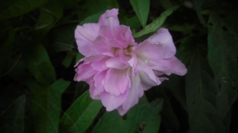 Volbura albastra-calystegia - 2024