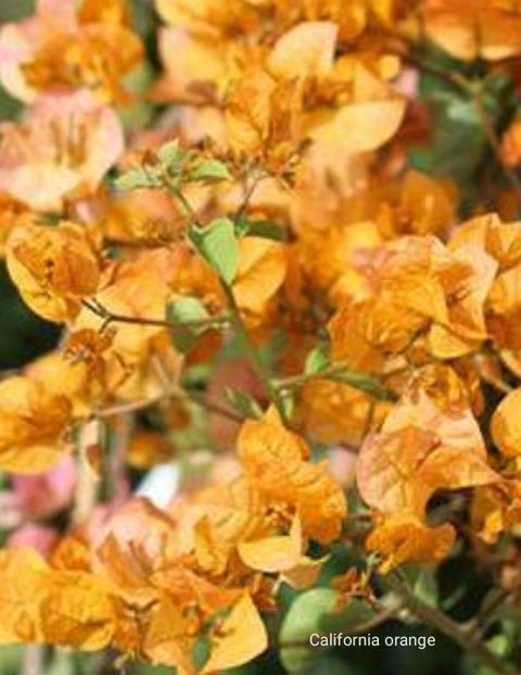  - Disponibil bougainvillea