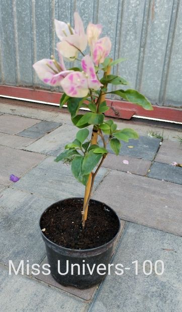 - Disponibil bougainvillea