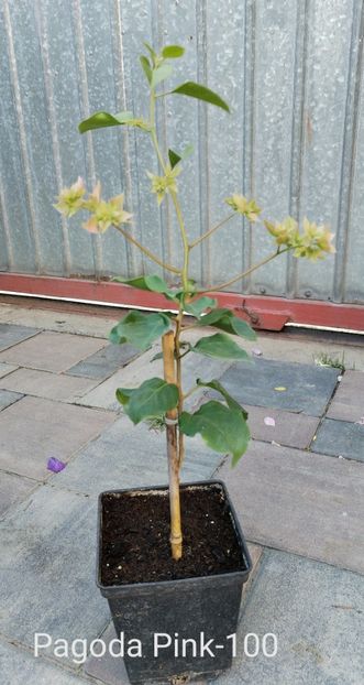  - Disponibil bougainvillea