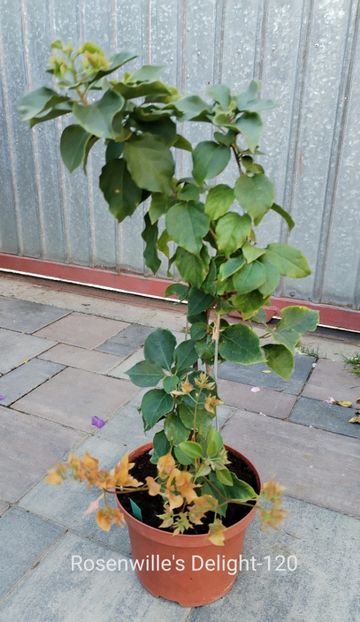  - Disponibil bougainvillea