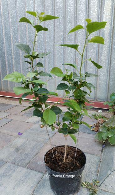  - Disponibil bougainvillea