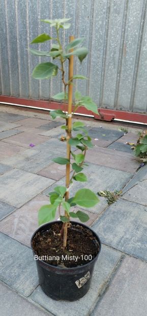  - Disponibil bougainvillea